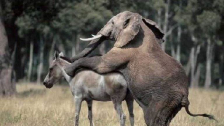 Elephant playing with donkey in the wild