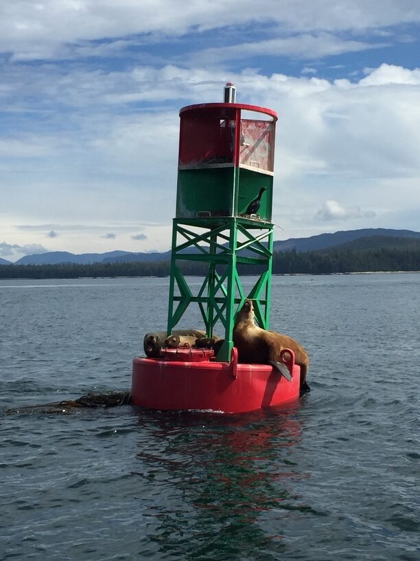 Alaskan seals lounge on a buoy marker as one spies on a bird nesting above.